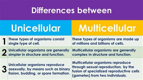 What the Difference Between a Multi.